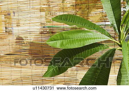 Stock Image - Close-up of a plant in front of blinds. Fotosearch