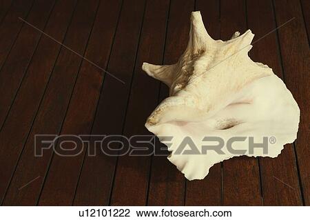 Stock Image - Close-up of a seashell. Fotosearch