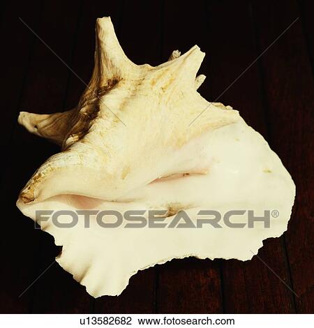 Close-up of a seashell View Large Photo Image Stock Image - Close-up of a seashell. Fotosearch