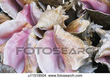 Picture - Close-up of conch shells. Fotosearch