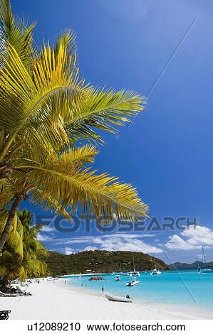 Stock Image - Palm trees on the beach. Fotosearch