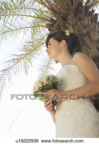 A bride standing beneath a palm tree View Large Photo Image Stock Photo - A bride standing beneath a palm tree. Fotosearch