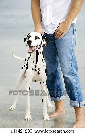 A man with his dog on a beach View Large Photo Image Stock Photograph - A man with his dog on a beach. Fotosearch