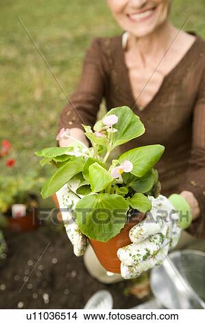 Picture - A senior woman gardening. Fotosearch