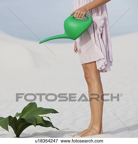 Stock Photo - A woman watering a plant in the sand. Fotosearch