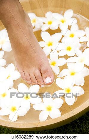 Feet and a bowl of floating frangipani flowers View Large Photo Image Stock Photo - Feet and a bowl of floating frangipani flowers. Fotosearch