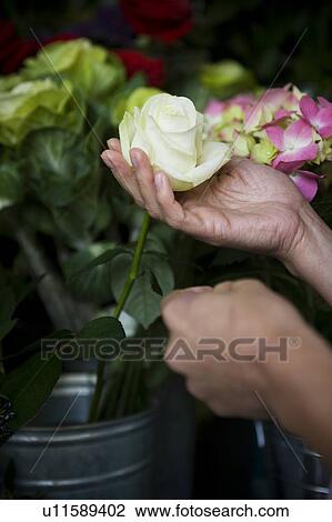Hand holding a white rose in a pot of flowers View Large Photo Image Stock Image - Hand holding a white rose in a pot of flowers. Fotosearch