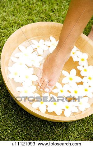 Hand in a bowl of floating frangipani flowers View Large Photo Image Stock Image - Hand in a bowl of floating frangipani flowers. Fotosearch