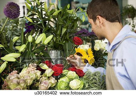 Male florist amongst the flowers in his shop View Large Photo Image Stock Image - Male florist amongst the flowers in his shop. Fotosearch