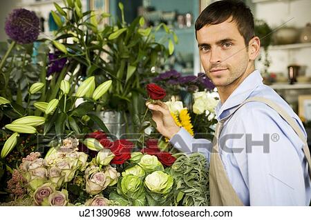 Male florist amongst the flowers in his shop View Large Photo Image Stock Photo - Male florist amongst the flowers in his shop. Fotosearch