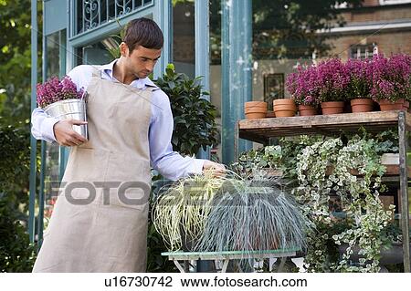 Male florist arranging the plant display outside his shop View Large Photo Image Stock Image - Male florist arranging the plant display outside his shop. Fotosearch