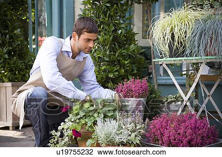 Stock Image - Male florist arranging the plant display outside his shop. Fotosearch