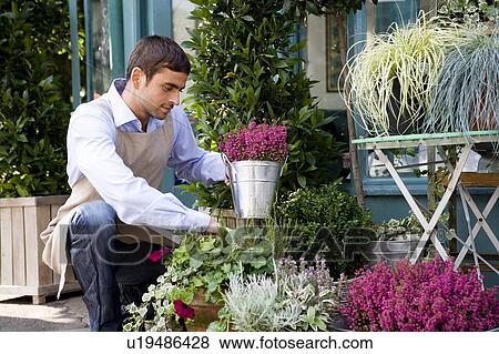 Stock Photo - Male florist arranging the plant display outside his shop. Fotosearch