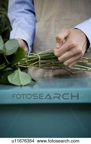 Male florist creating a bouquet of flowers, tying the stems View Large Photo Image Picture - Male florist creating a bouquet of flowers, tying the stems. Fotosearch