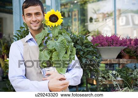 Male florist standing outside his shop, holding a potted sunflower View Large Photo Image Stock Image - Male florist standing outside his shop, holding a potted sunflower. Fotosearch