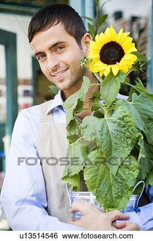 Stock Photograph - Male florist standing outside his shop, holding a potted sunflower. Fotosearch