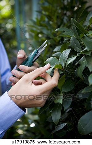 Stock Photography - Man pruning a bay tree with secateurs. Fotosearch