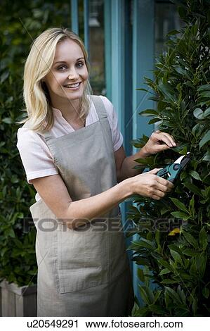 Stock Image - Woman florist or gardener pruning a bay tree outside her shop. Fotosearch