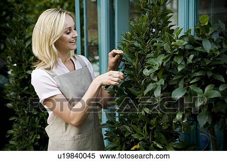 Woman florist or gardener pruning a bay tree outside her shop View Large Photo Image Stock Photography - Woman florist or gardener pruning a bay tree outside her shop. Fotosearch
