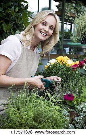 Stock Photo - Woman florist or gardener tending to pot plants, pruning and shaping. Fotosearch