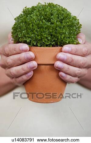Woman holding the perfect little pot plant View Large Photo Image Stock Image - Woman holding the perfect little pot plant. Fotosearch