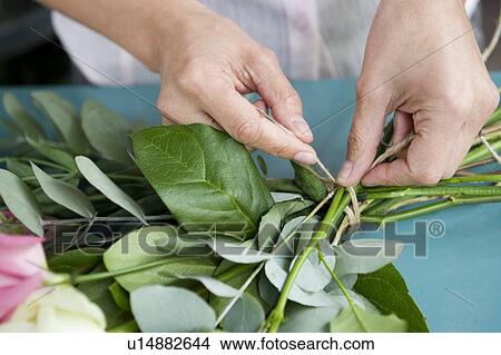 Woman's hands tying together a bouquet of pink and white roses View Large Photo Image Picture - Woman's hands tying together a bouquet of pink and white roses. Fotosearch