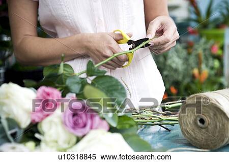 Woman's hands tying together a bouquet of pink and white roses View Large Photo Image Stock Photography - Woman's hands tying together a bouquet of pink and white roses. Fotosearch