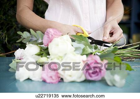Woman's hands tying together a bouquet of pink and white roses View Large Photo Image Stock Photography - Woman's hands tying together a bouquet of pink and white roses. Fotosearch