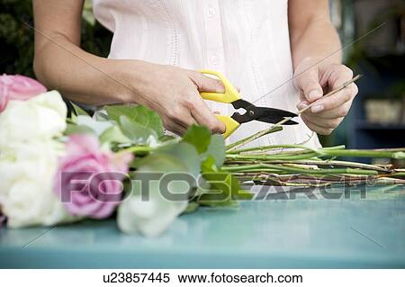 Woman's hands tying together a bouquet of pink and white roses View Large Photo Image Stock Photography - Woman's hands tying together a bouquet of pink and white roses. Fotosearch