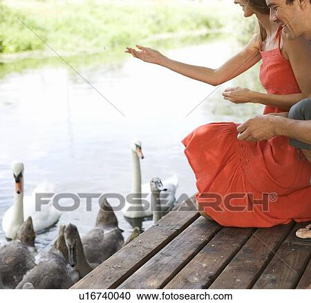 Young couple feeding swans View Large Photo Image Stock Image - Young couple feeding swans. Fotosearch