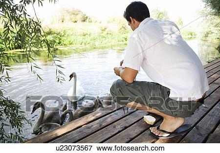 Stock Photo - Young man feeding swans. Fotosearch