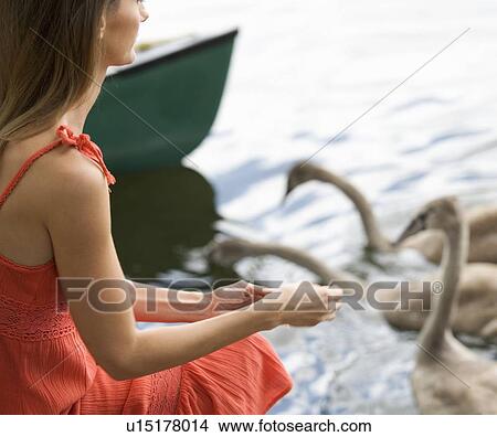 Picture - Young woman feeding swans. Fotosearch