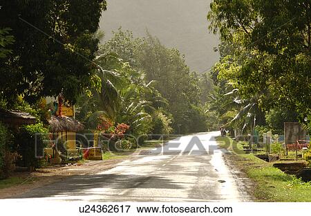 A country road with dense vegetation around it, Moorea, Tahiti, French Polynesia, South Pacific View Large Photo Image Stock Photo - A country road with dense vegetation around it, Moorea, Tahiti, French Polynesia, South Pacific. Fotosearch