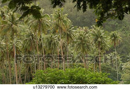 Stock Image - A tropical forest. Fotosearch