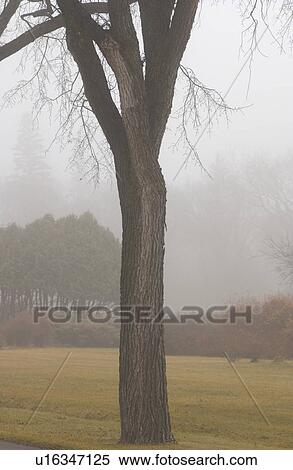 autumn fog in Assiniboine Park, Winnipeg, Manitoba View Large Photo Image Stock Photography - autumn fog in Assiniboine Park, Winnipeg, Manitoba. Fotosearch