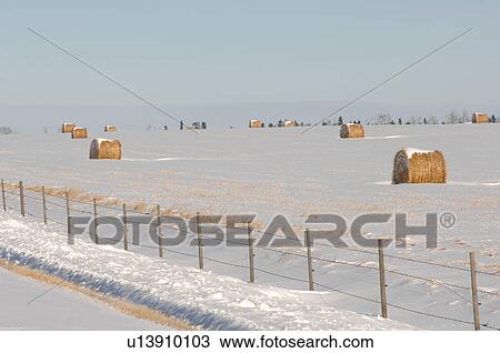 Bales of hay laying in snow on field in Alberta Canada View Large Photo Image Stock Image - Bales of hay laying in snow on field in Alberta Canada. Fotosearch