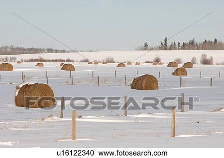 Stock Image - Bales of hay laying in snowy field in Alberta Canada. Fotosearch