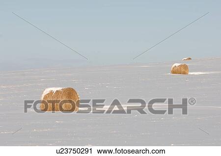 Stock Image - Bales of hay laying in snowy field in Alberta Canada. Fotosearch