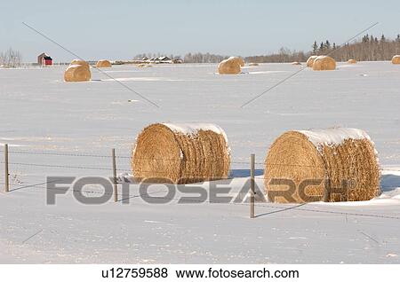 Bales of hay laying in snowy field in Alberta Canada View Large Photo Image Stock Photo - Bales of hay laying in snowy field in Alberta Canada. Fotosearch