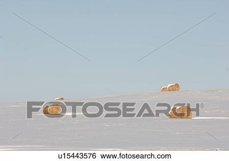 Bales of hay laying in snowy field in Alberta Canada View Large Photo Image Stock Photograph - Bales of hay laying in snowy field in Alberta Canada. Fotosearch