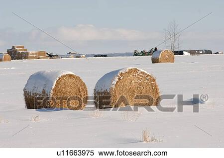 Stock Photography - Bales of hay laying in snowy field in Alberta Canada. Fotosearch
