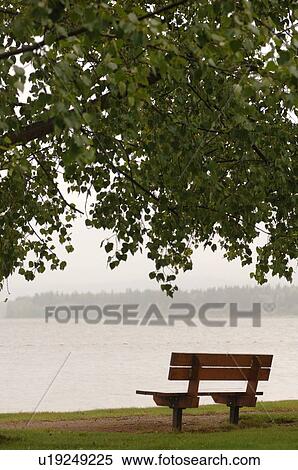 Bench under tree View Large Photo Image Stock Photography - Bench under tree. Fotosearch