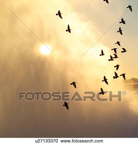 birds flying above Niagara Falls View Large Photo Image Stock Image - birds flying above Niagara Falls. Fotosearch