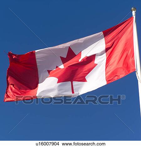 Canadian Flag Toronto Ontario Canada Picture U Fotosearch