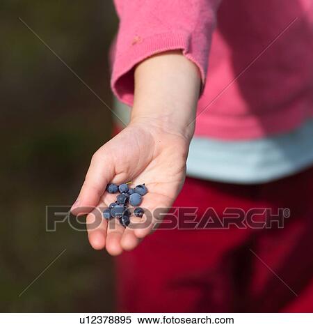 Close-up berries in a child's hand View Large Photo Image Stock Photography - Close-up berries in a child's hand. Fotosearch