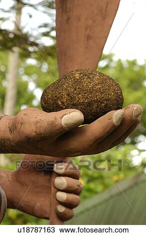 Stock Image - Close-up of a stone held in hands, Moorea, Tahiti, French Polynesia, South Pacific. Fotosearch