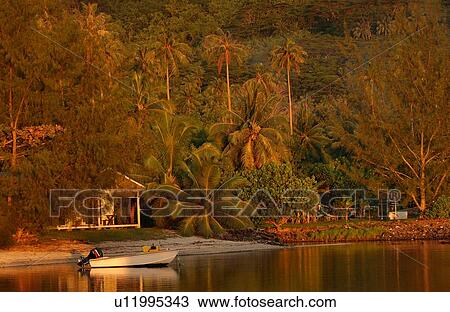 Dense tropical vegetation near a beach, Moorea, Tahiti, French Polynesia, South Pacific View Large Photo Image Stock Image - Dense tropical vegetation near a beach, Moorea, Tahiti, French Polynesia, South Pacific. Fotosearch