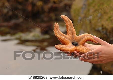 Hands holding a starfish, Pacific Rim National Park, Vancouver Island, Canada View Large Photo Image Stock Photo - Hands holding a starfish, Pacific Rim National Park, Vancouver Island, Canada. Fotosearch