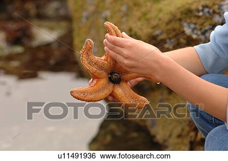 Hands holding a starfish, Pacific Rim National Park, Vancouver Island, Canada View Large Photo Image Stock Photograph - Hands holding a starfish, Pacific Rim National Park, Vancouver Island, Canada. Fotosearch