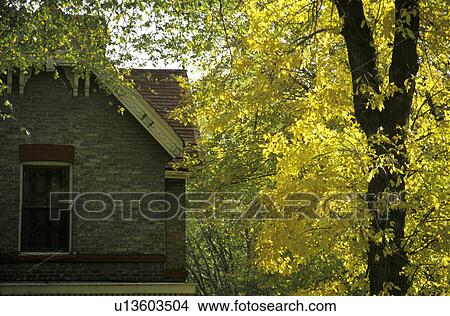 Picture - Heritage House with Autumn Leaves on Trees. Fotosearch
